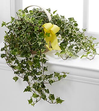 The Solace&amp;trade; Ivy Planter