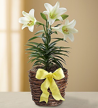 Easter Sentiments&amp;trade; Lily Plant